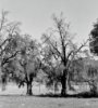 Trees along Buckman Springs San Diego by N Gould